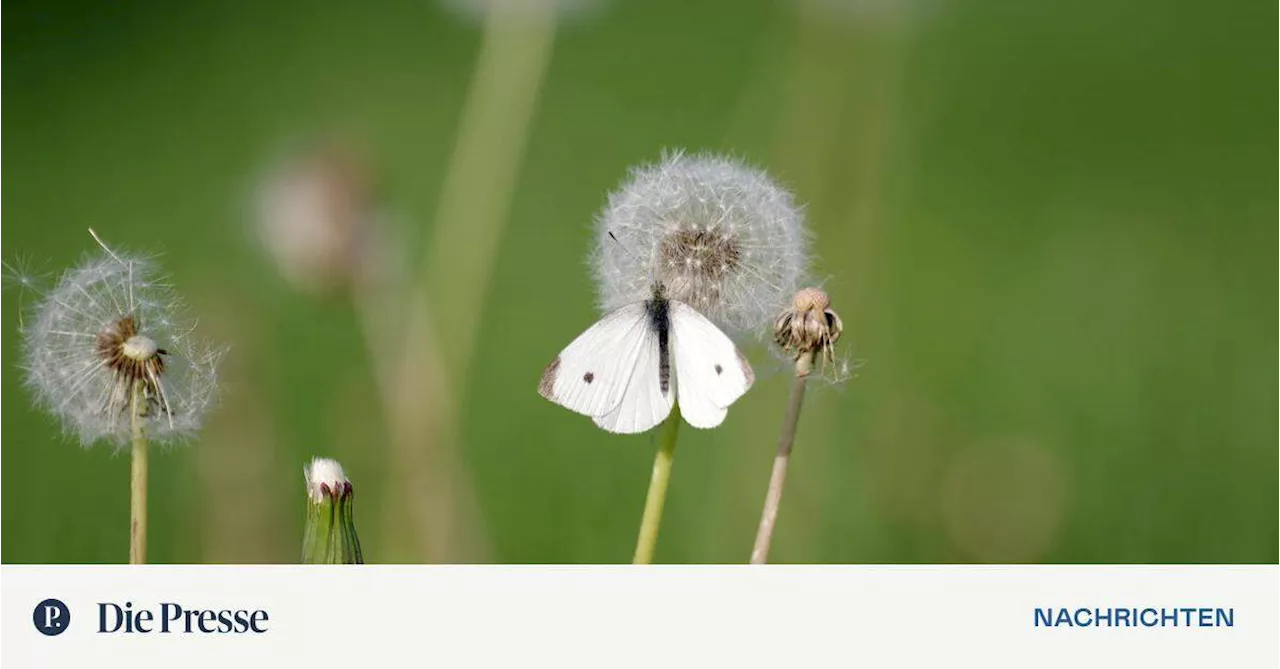 Statt Rasenmähen Schmetterlinge züchten