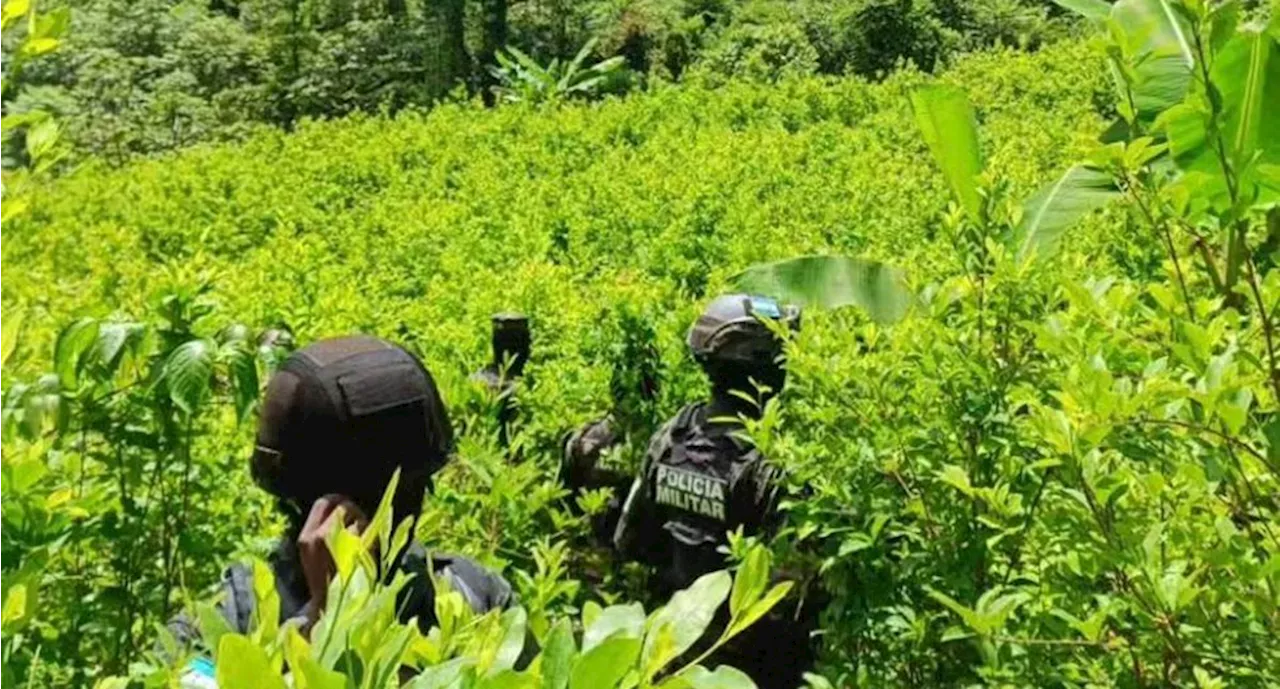 Hallan en Honduras 180 mil arbustos de coca y laboratorio para procesar la droga