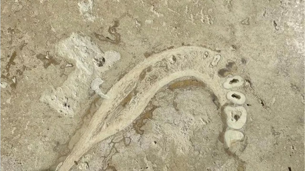 Dentist Shocked To Find Ancient Human Jaw Embedded In Home Floor Tile