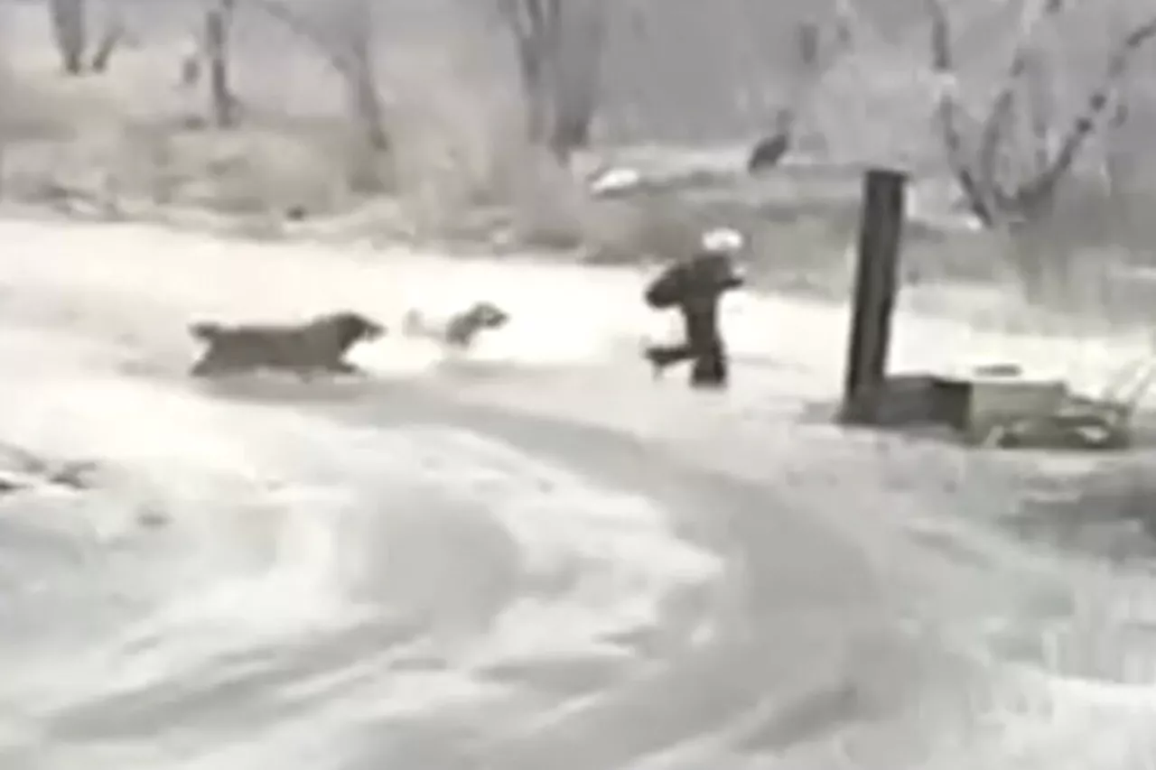 В Бурятии бродячие собаки едва не растерзали ребенка