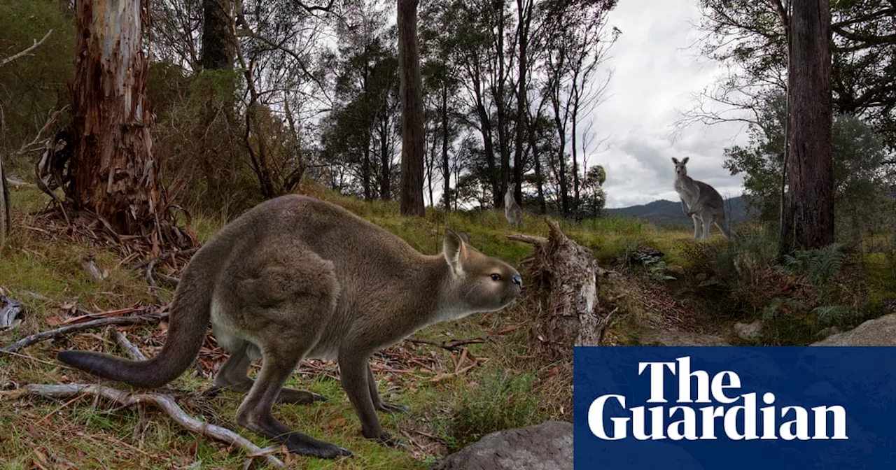 ‘Unlike anything today’: Gippsland fossil unlocks secrets of kangaroo that died out 46,000 years ago