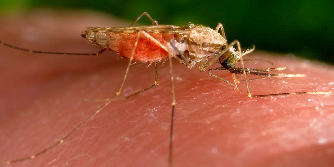 Non bisogna allarmarsi per le zanzare che possono trasmettere la malaria trovate in Puglia