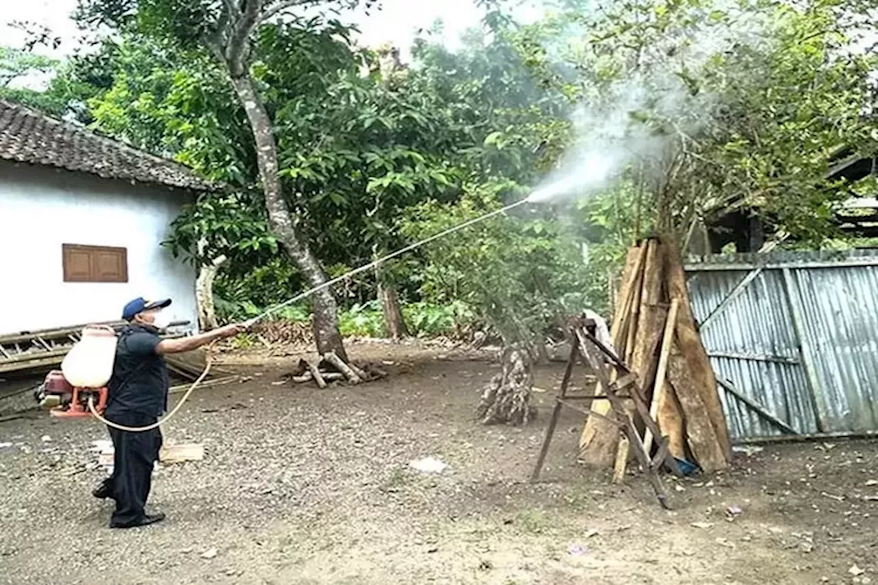 Bikin Resah Warga, Ini Penyebab Meledaknya Populasi Ulat Bulu di Banyuwangi Beberapa Pekan Terakhir