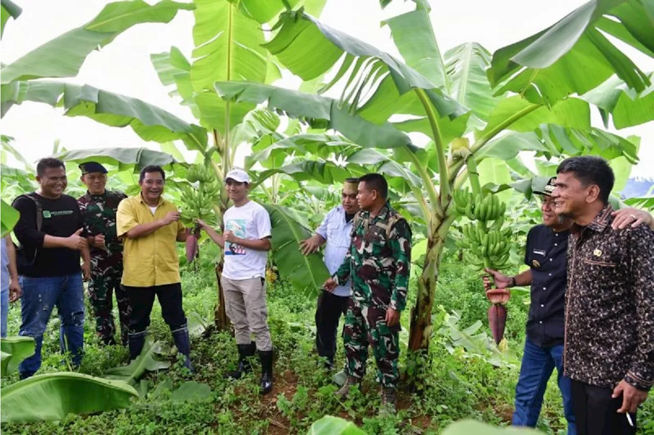 Pisang Cavendish Sudah Berbuah, Lihat tuh Senyum Pj Gubernur Sulsel Bahtiar