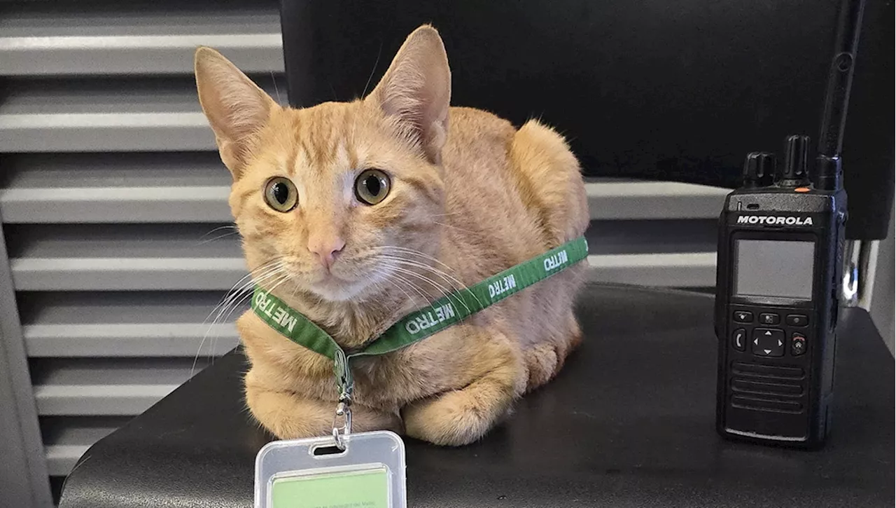 La storia di Mishi, il gatto ossessionato dalla metro di Medellin: 'Controlla i passeggeri ai tornelli'