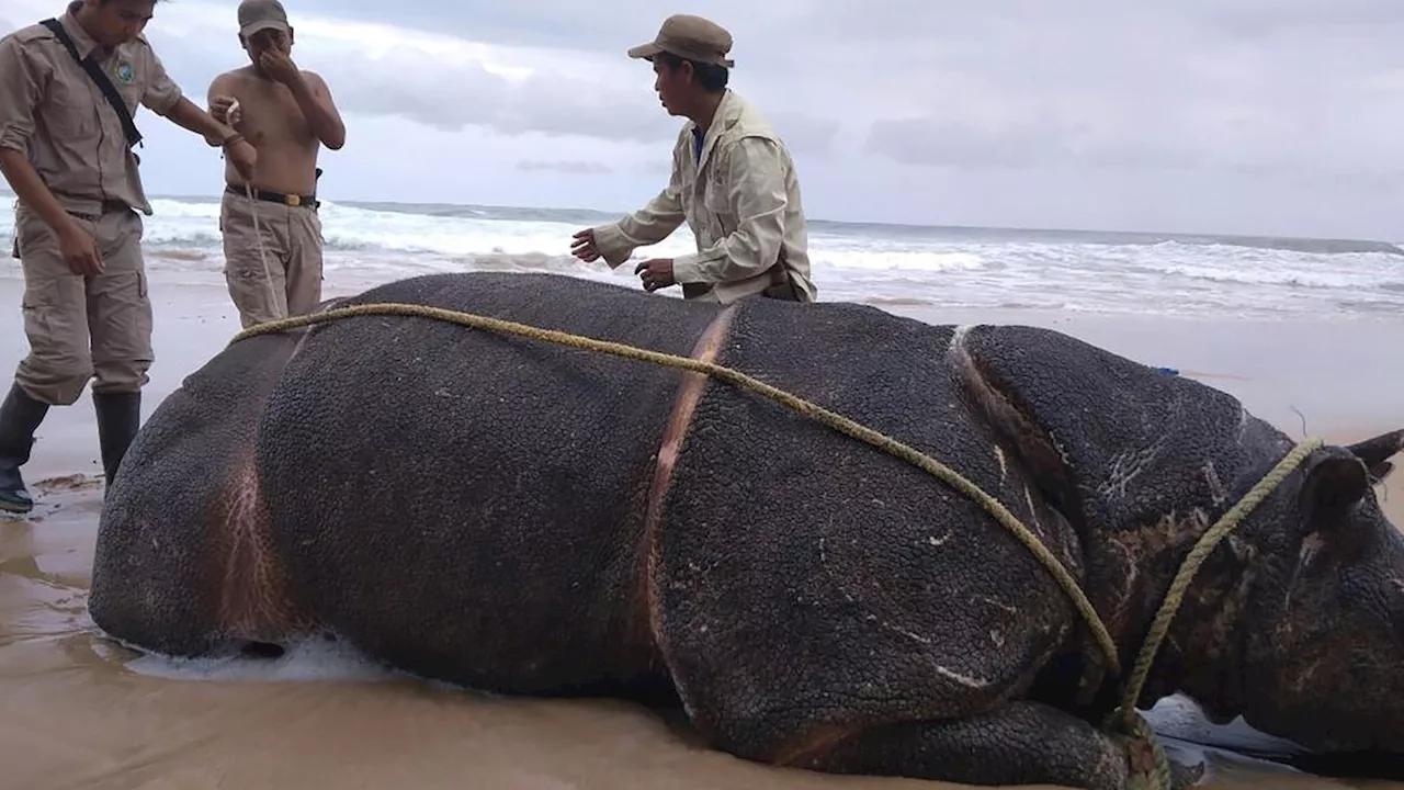 6 Badak Jawa Ujung Kulon Tewas Ditembak, Pembeli Cula Sempat Kabur ke China