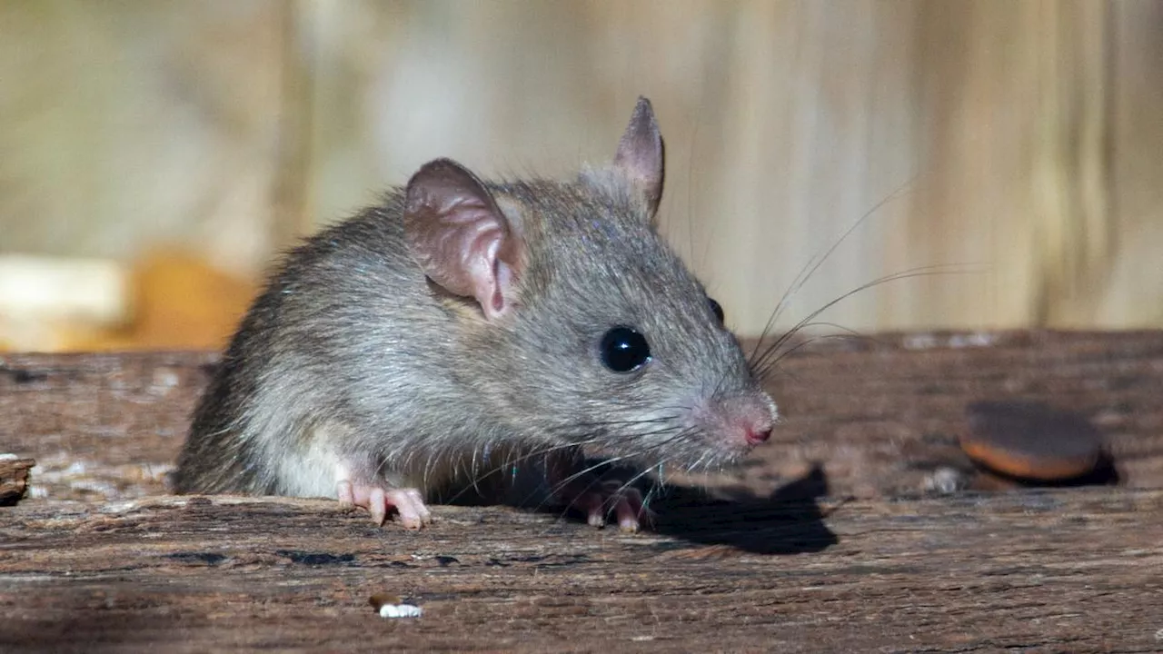 Viral, Restoran di Meksiko Jual Semangkuk Kaldu Daging Tikus Seharga Rp28 Ribu Seporsi