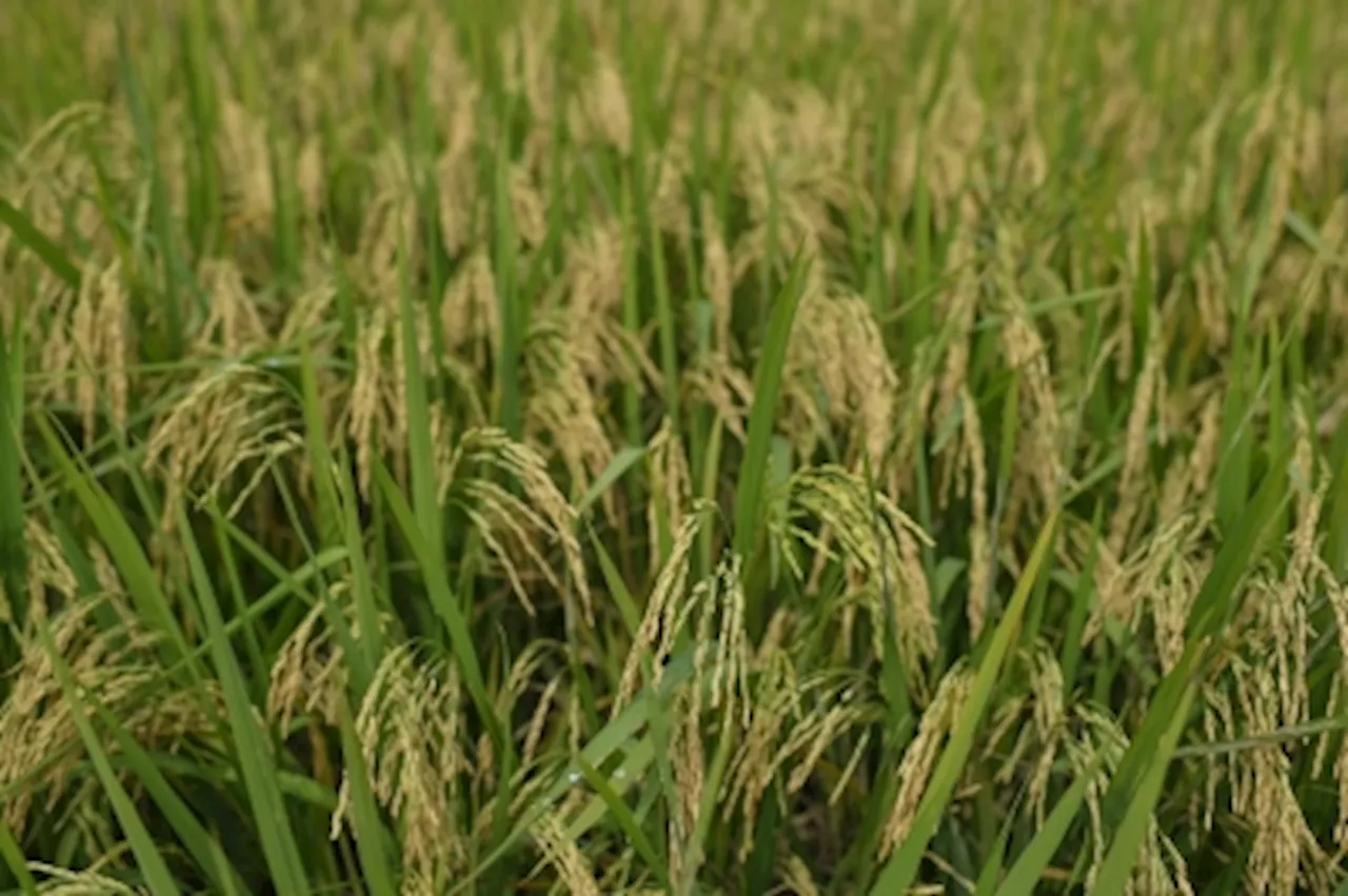 Kedah Regional Development Authority to develop planting fragrant rice and hill paddy this year, says chairman