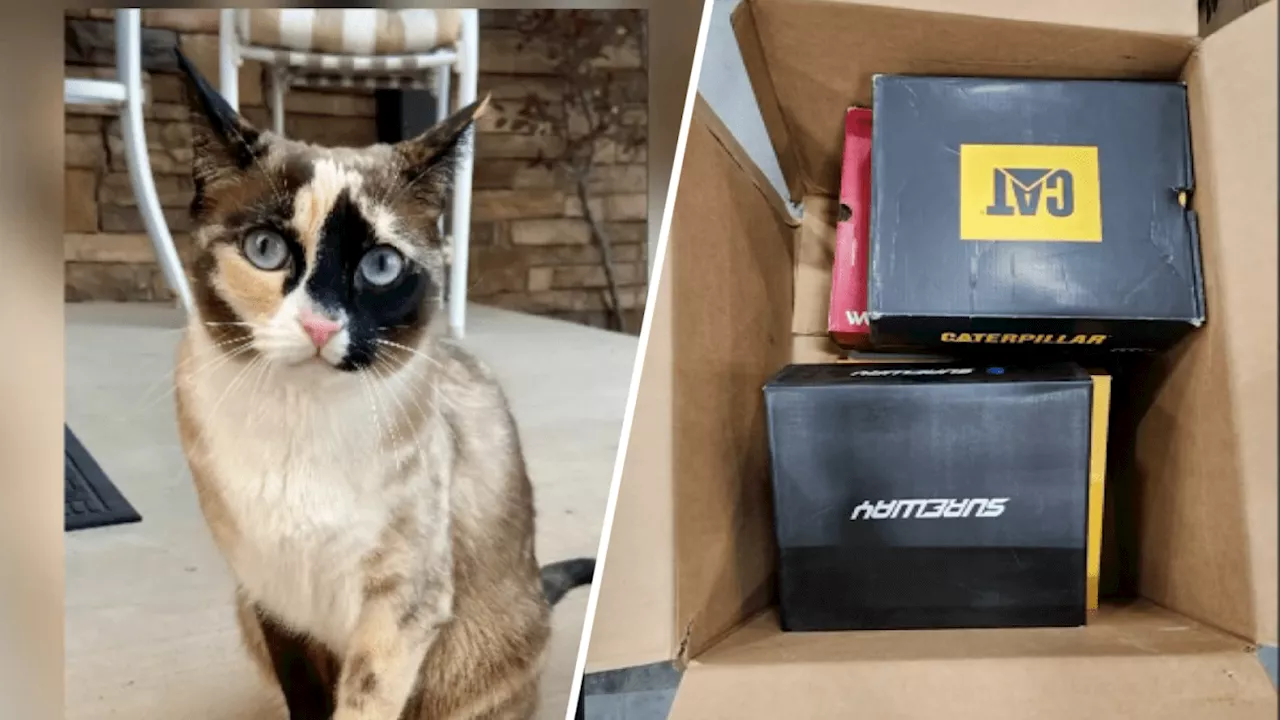 Utah couple accidentally ships pet cat to Riverside-based Amazon facility