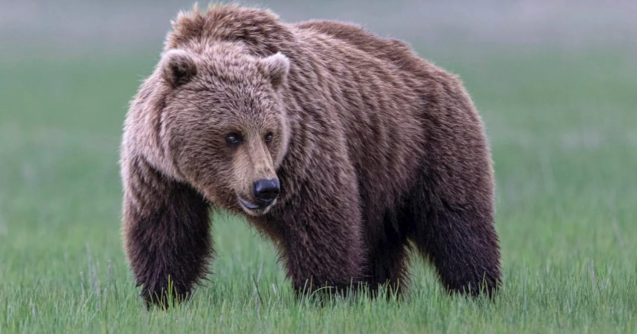 Grizzly bears are set to be reintroduced to Washington state