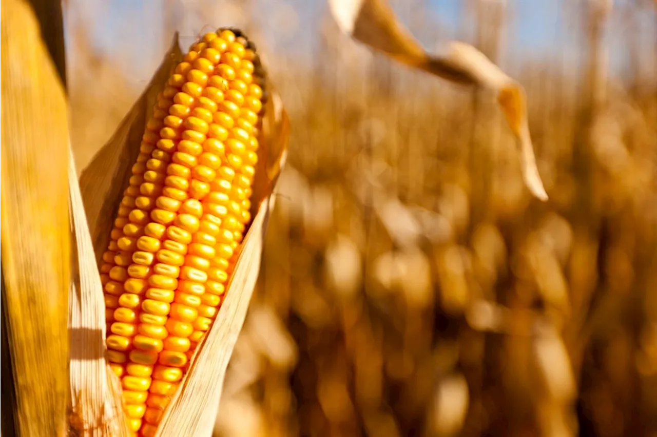 Drought and lower SA yields push maize prices up to 2016/17 levels