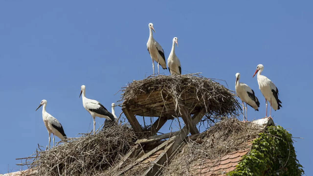 Welchen Einfluss hat der Klimawandel auf Zugvögel?