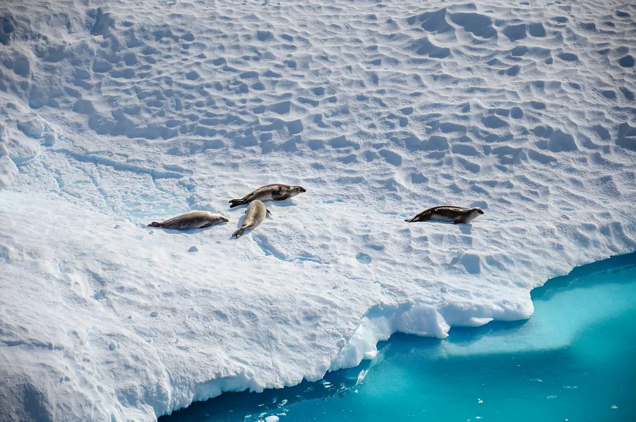 Longer-lasting ozone holes over Antarctica expose seal pups and penguin chicks to much more UV