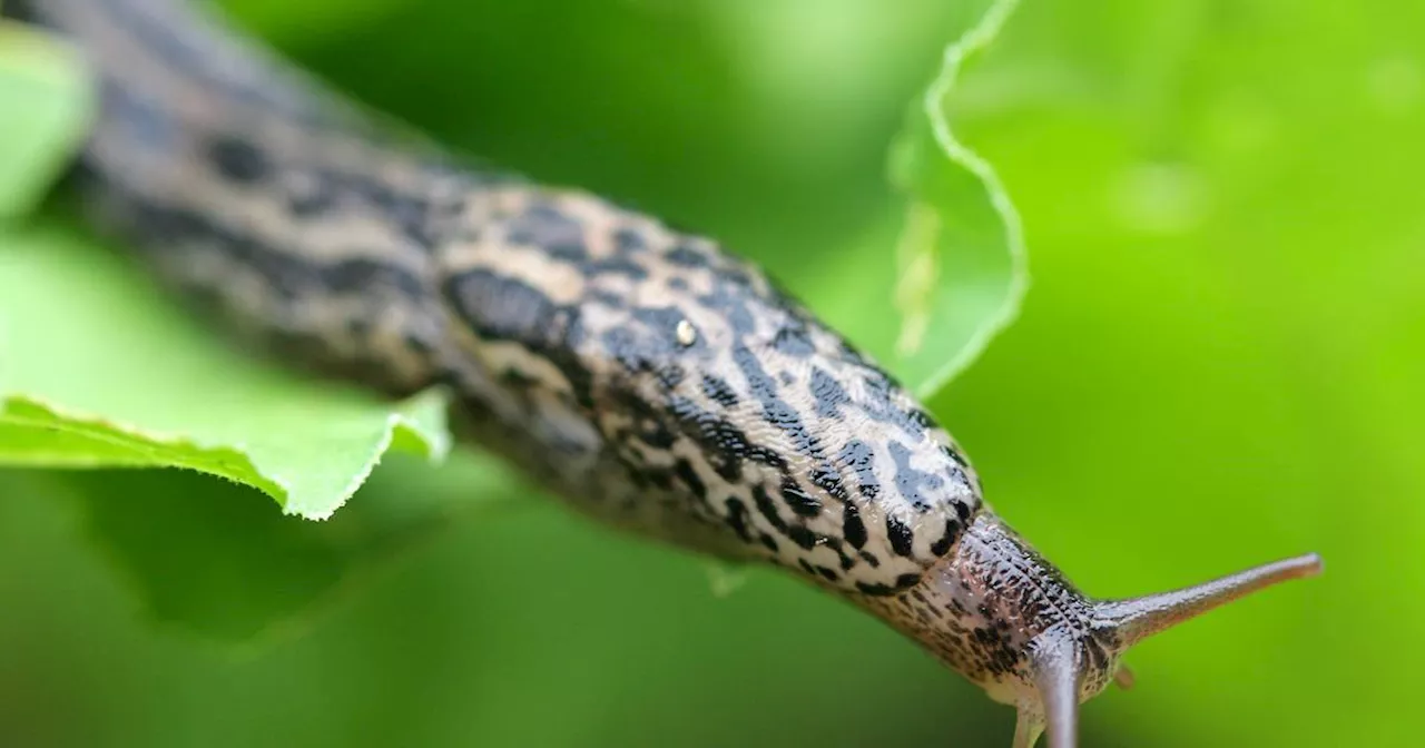 Schnecken im Garten: Was hilft gegen Nacktschnecken?