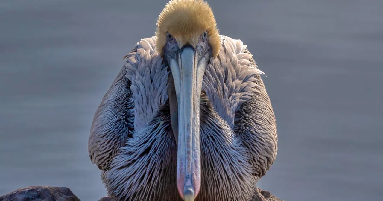 N.S. photographer documents 'remarkable' visit from exotic brown pelican