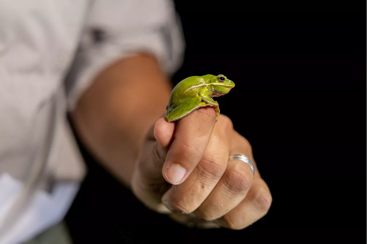 Species identified around Natural Bridge Caverns suggest Hill Country protections needed