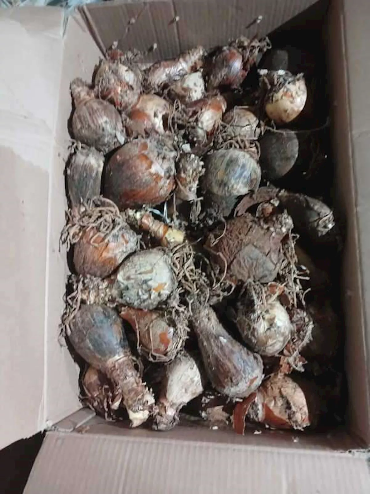 Flying Squad confiscate abalone and indigenous plants