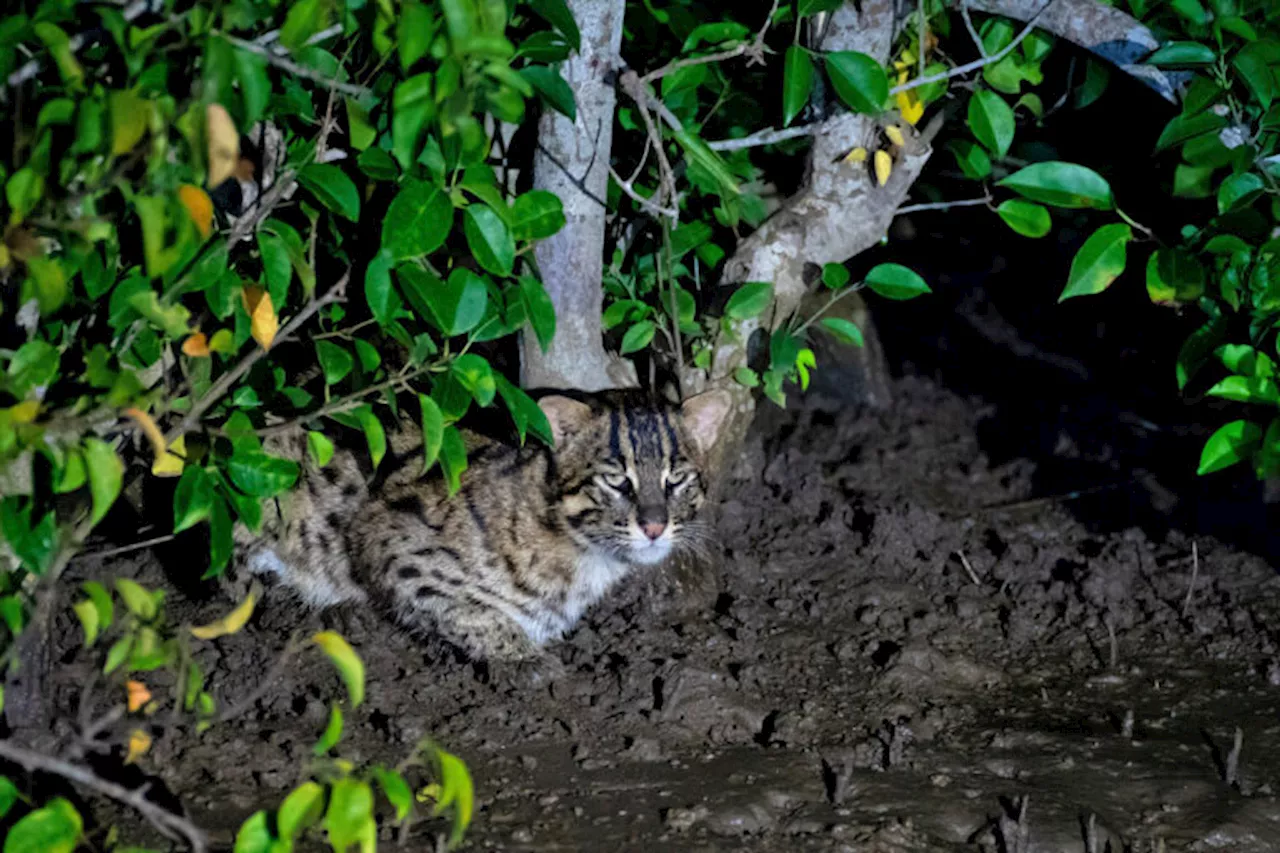 Navigating the rise in conflicts between humans and fishing cats in Bangladesh