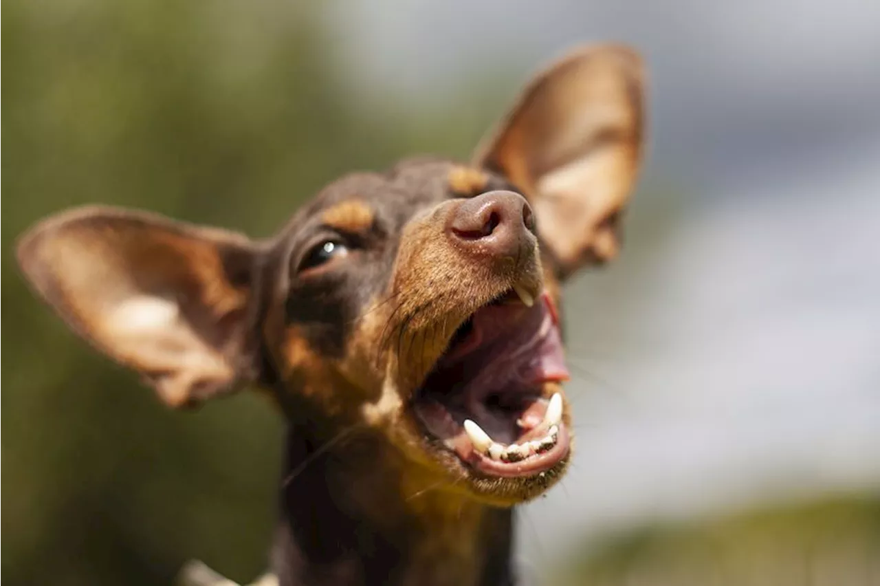 Dog Talk: Cracking the barking code