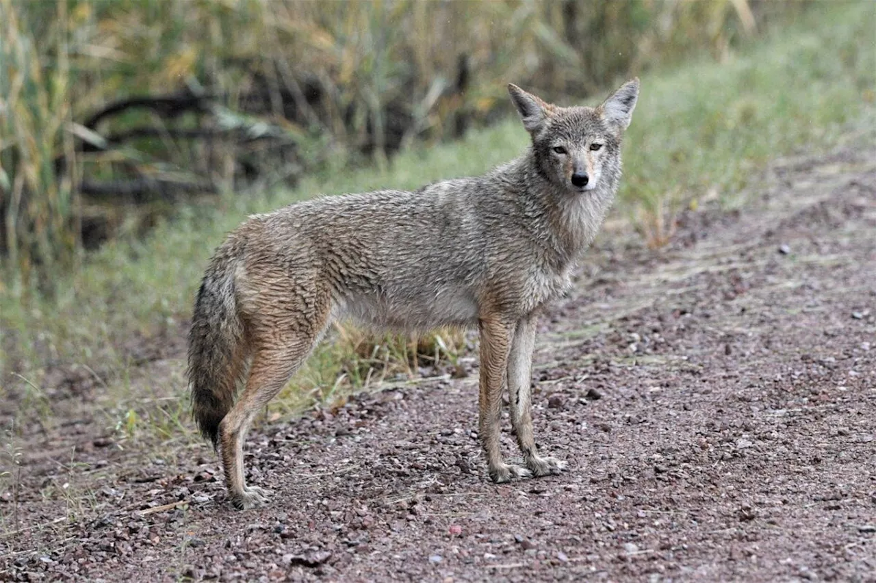 Conservation office urges coyote caution after elderly woman bit in Vancouver