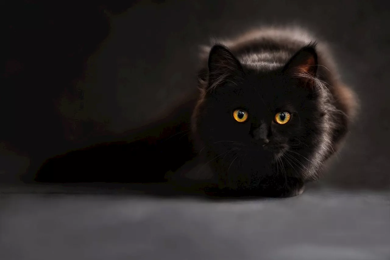 How do cats perceive colour?