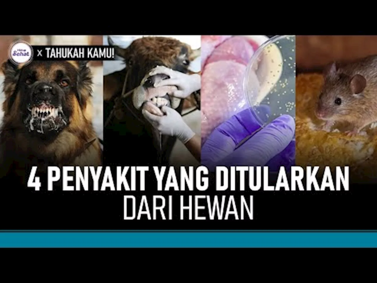 Tak Hanya Rabies, Ini Sederet Penyakit Hewan yang Bisa Menular ke Manusia