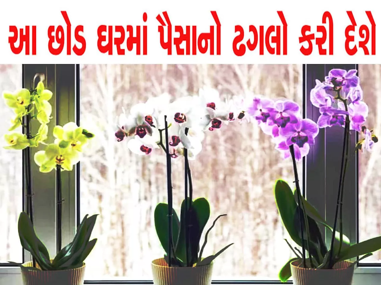 ચુંબકની જેમ પૈસા ઘરમાં ખેંચી લાવશે આ 11 છોડ, રાતોરાત થઈ જશે ધનનો ઢગલો