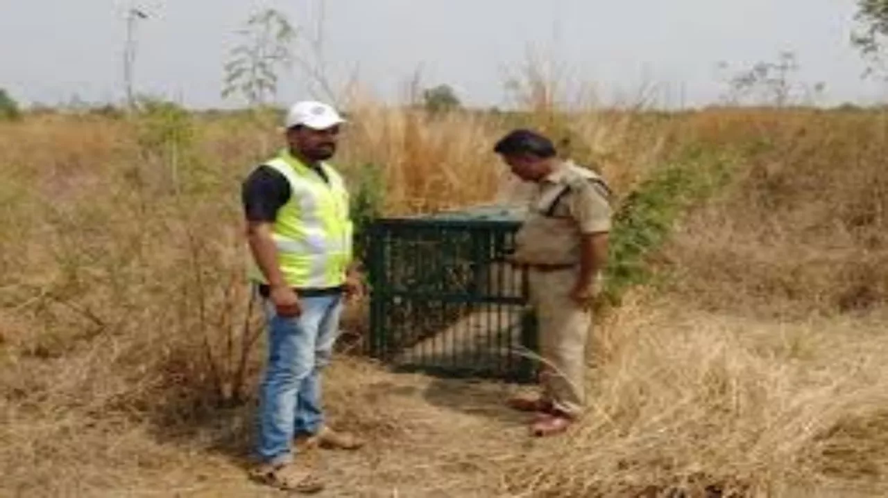 ಹೈದರಾಬಾದ್ ವಿಮಾನ ನಿಲ್ದಾಣದ ಬಳಿ ಚಿರತೆ, ಸೆರೆ ಹಿಡಿಯಲು ಬಲೆ, ಸಿಸಿಟಿವಿ ಸಜ್ಜು