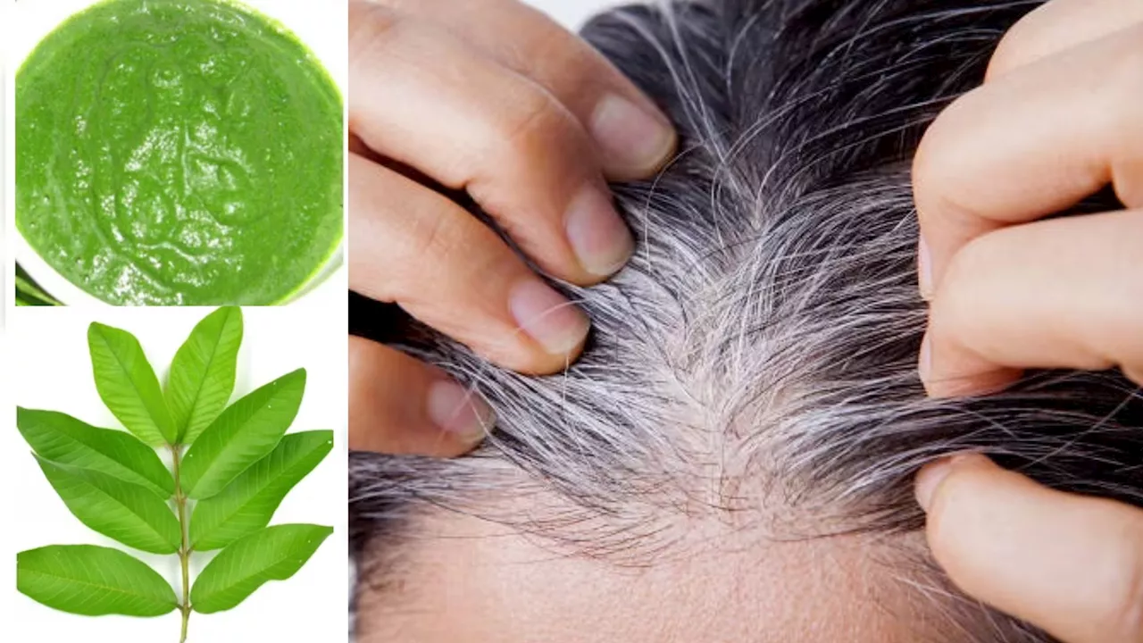 White Hair Remedy: ಯಾವುದೇ ಹೇರ್‌ ಡೈ ಬೇಡ... ಬಿಳಿ ಕೂದಲನ್ನು ಶಾಶ್ವತವಾಗಿ ಕಪ್ಪಾಗಿಸುತ್ತೆ ʼಈʼ ಎಲೆ!!