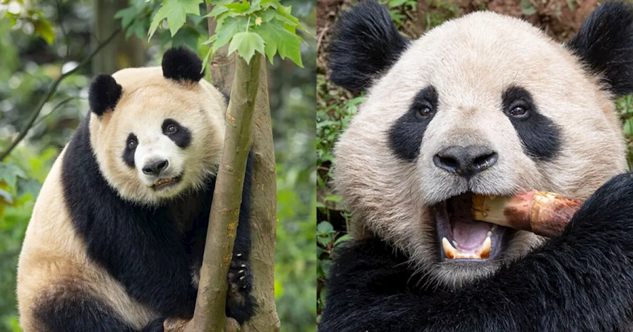 2 giant pandas from China expected to arrive at San Diego Zoo this summer