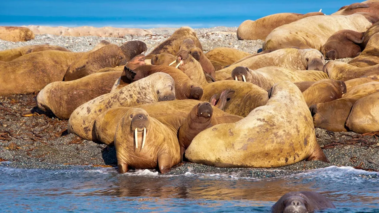 Walross auf Spitzbergen verendet an Vogelgrippe