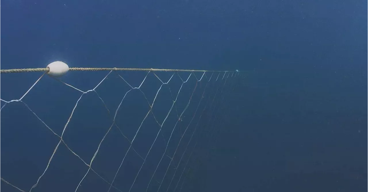 Ten endangered, 124 more marine life found dead in NSW shark nets, data finds