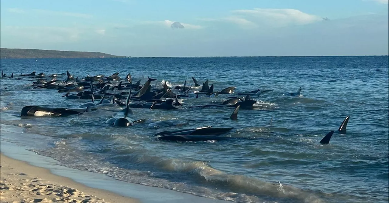 Why do whales beach themselves?