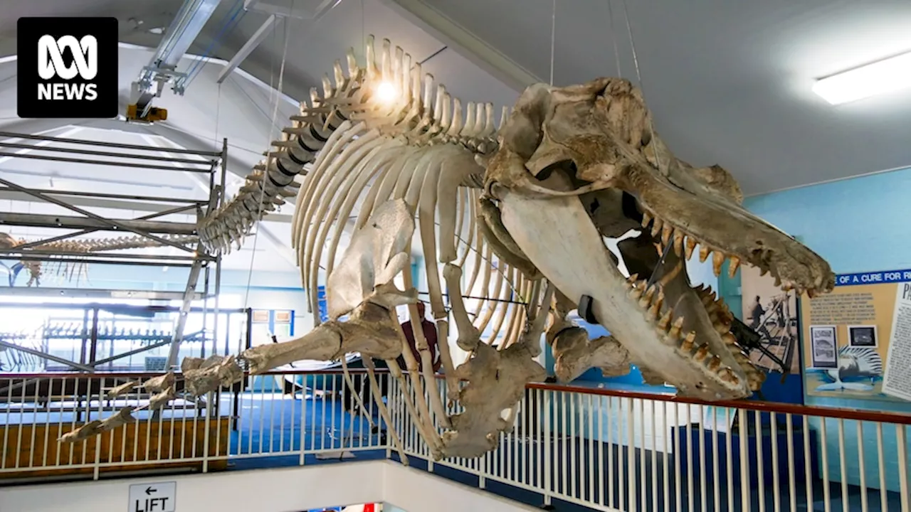 Eden Killer Whale Museum reassembles skeleton of famous orca 'Old Tom' for new display