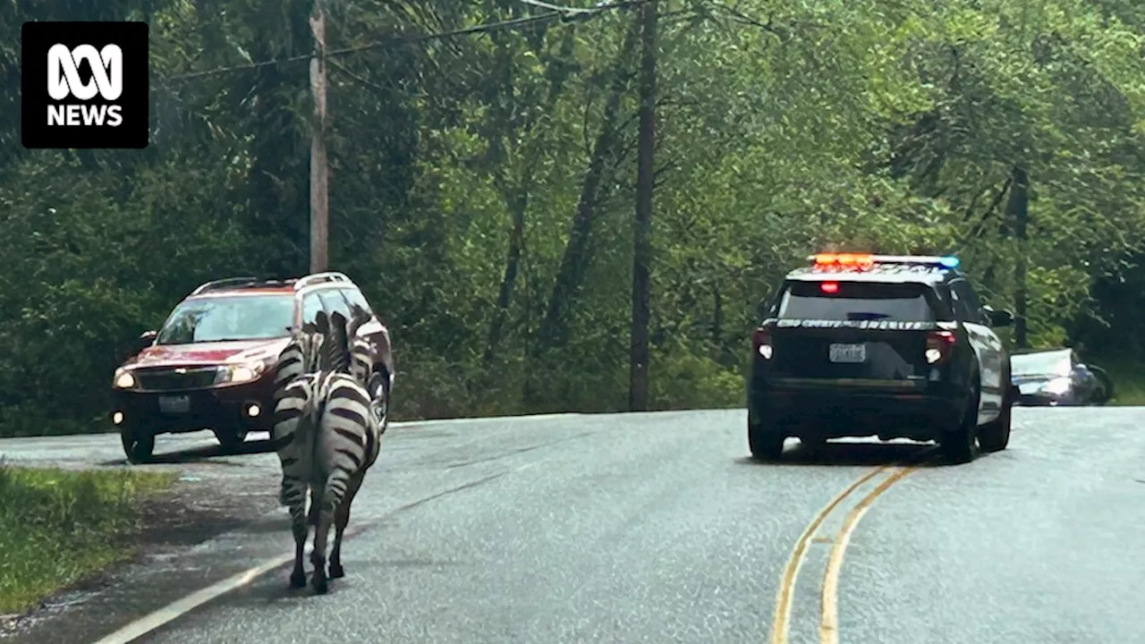 Escaped zebras recaptured after trotting past diners in US state of Washington