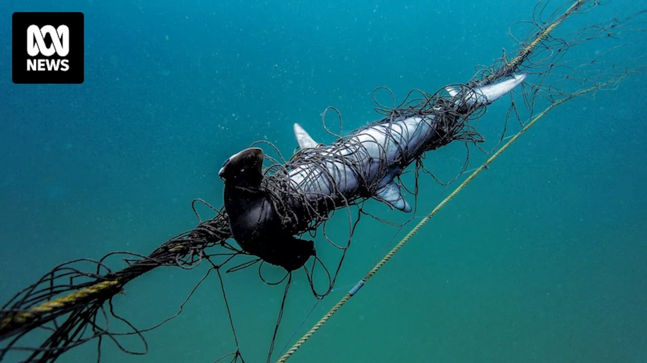 Shark net bycatch toll sparks renewed call for permanent halt to NSW meshing program