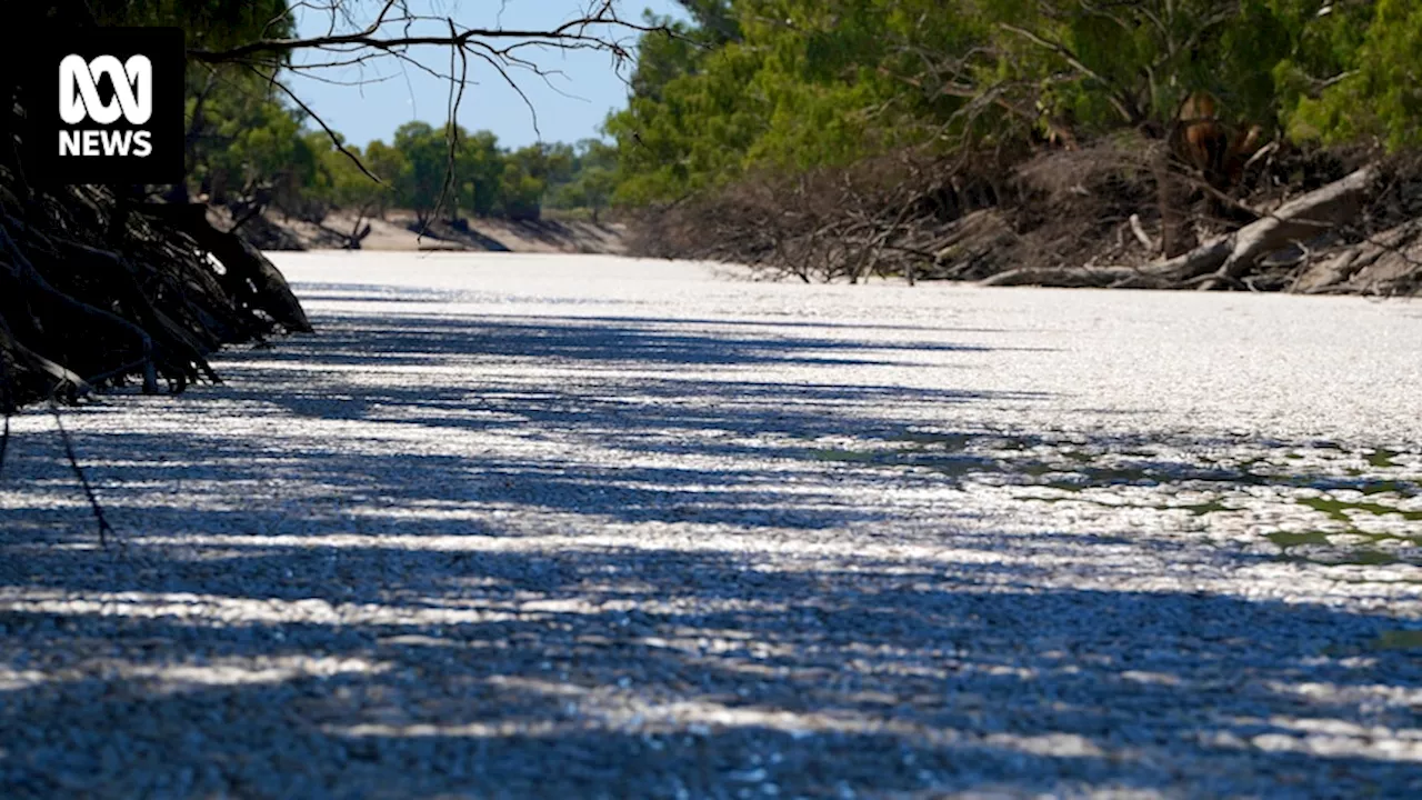 Why are fish still dying in the Darling River at Menindee — and what can we do to prevent it?