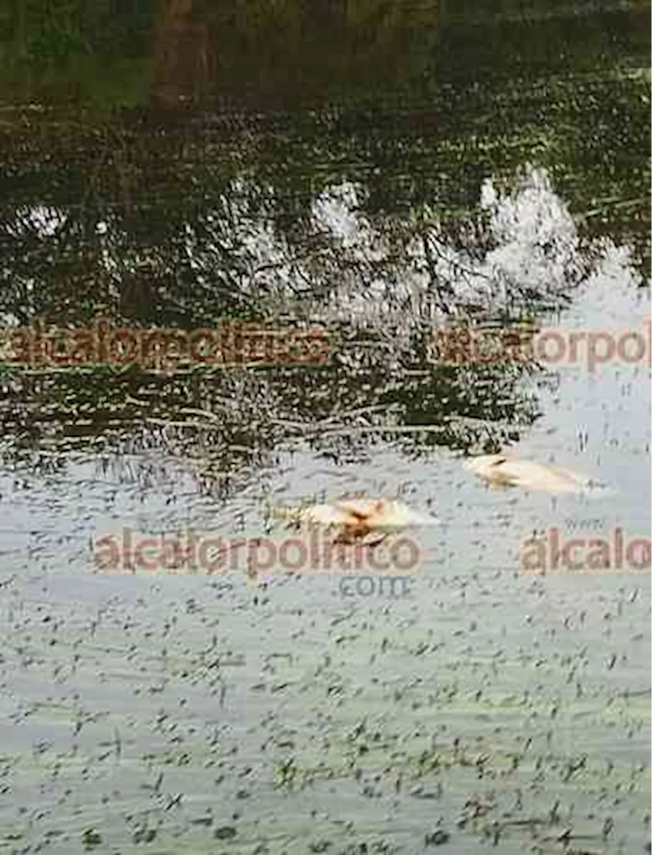 Pestilencia en largo trecho del río Pantepec, en Álamo