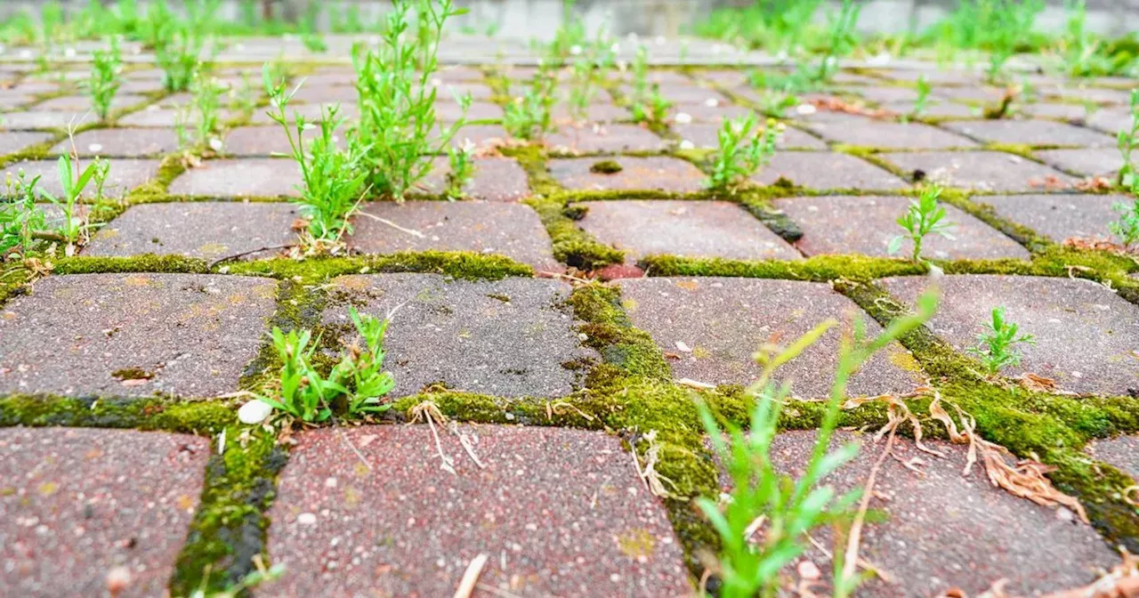 Shoppers praise 'magic' £20 patio cleaner that doesn't need a pressure washer