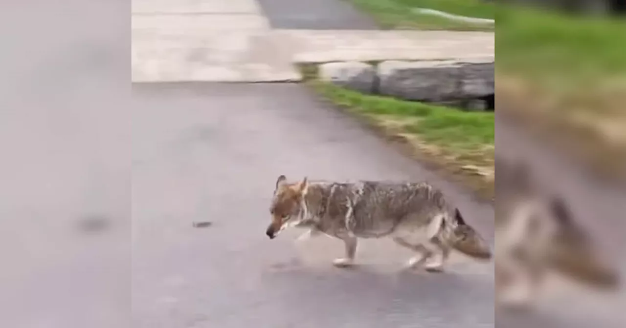 Someone in Toronto claims coyote stole their Timmies Iced Capp and it's all on video