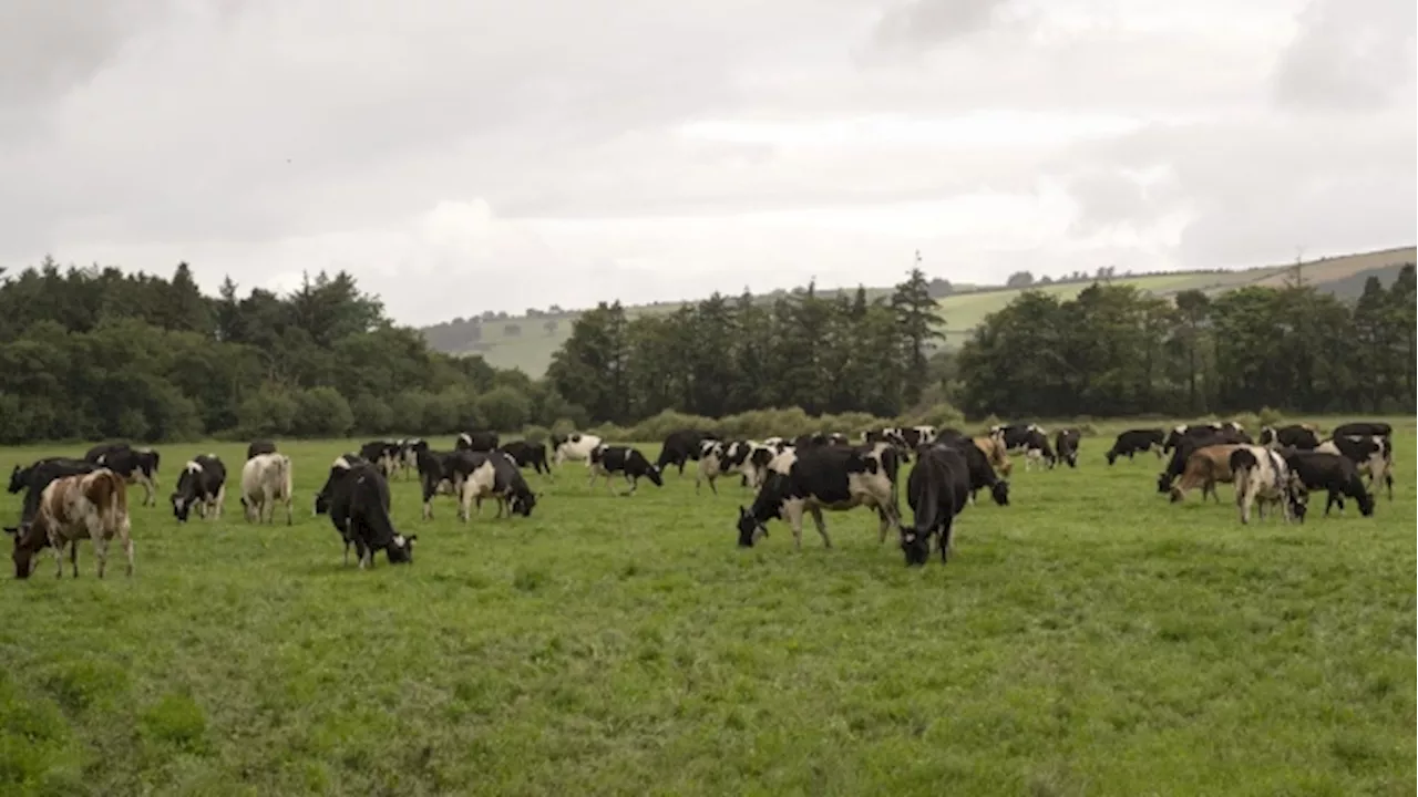 Northern Ireland Risks Losing Veterinary Medicines, Lords Say