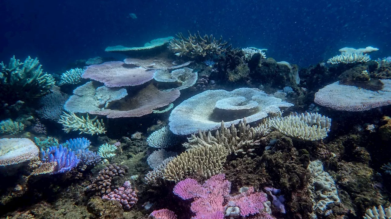 Australien: Great Barrier Reef – Korallen vor dem Kollaps?