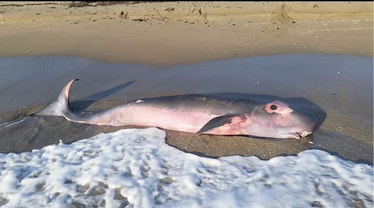 Pygmy sperm whales wash ashore on Gordon's Bay beach