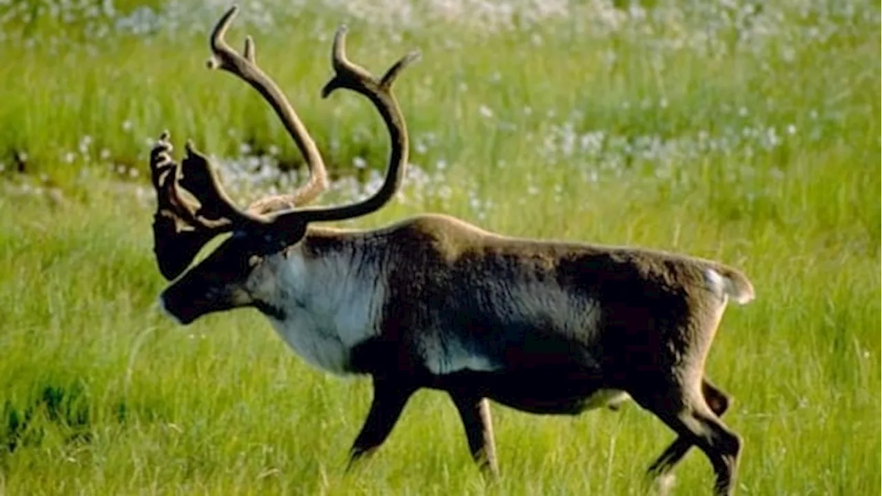 Climate change may be largest threat to caribou herds, study says