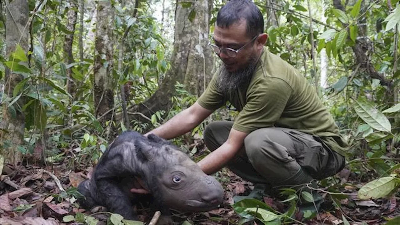 Badak Jawa Sisa Segini, Orang Ini Tega Jual Cula Rp 525 Juta