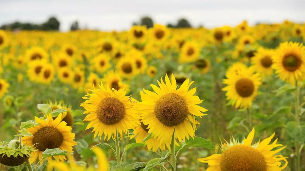 Jan Eklund: Låt alla solrosor blomma i det plågade Ukraina