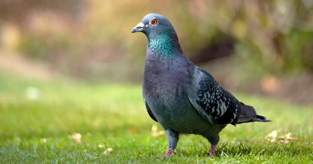 Gardeners told to plant one flower to deter pigeons as they see it as 'danger'