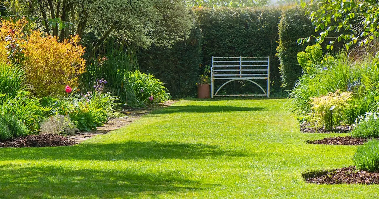 Gardening expert shares 'no dig' trick to transform clay soil into healthy lawn