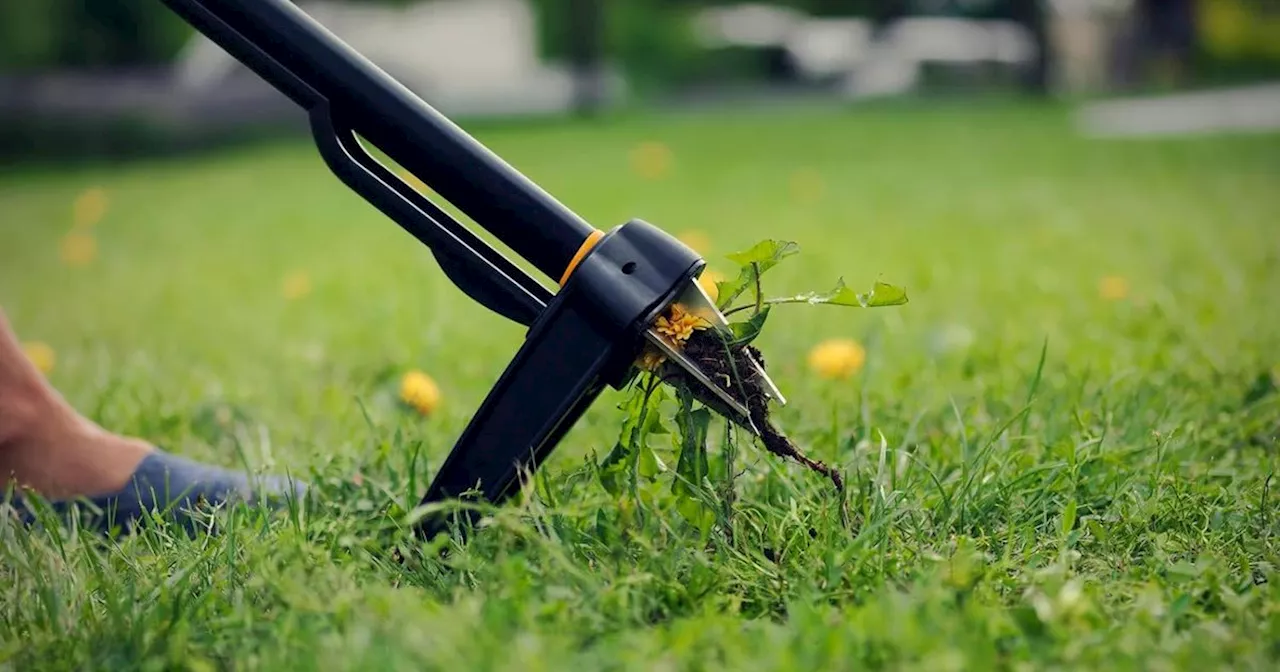 Gardening gadget lets you remove weeds 'in minutes' without bending down