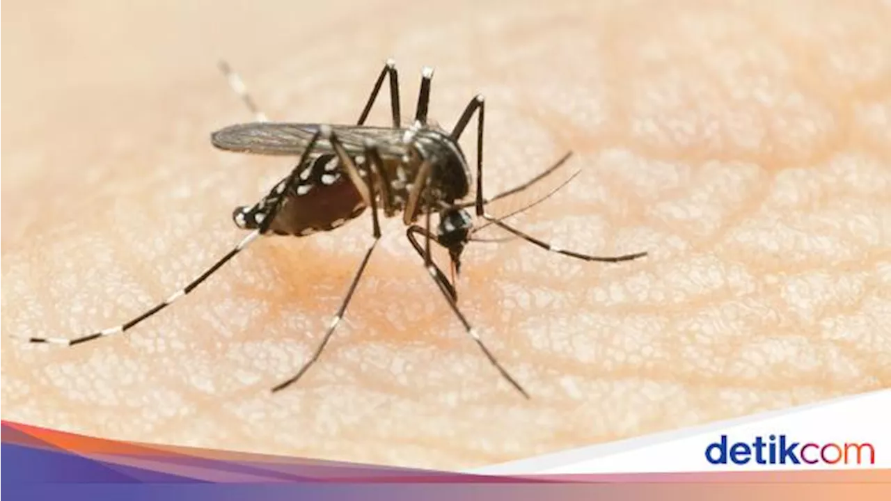 Waspada Kasus DBD di Lampung Capai 3.316 Kasus dengan 12 Kematian